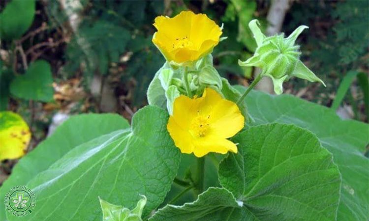 5. Phân bón và kỹ thuật bón phân 1