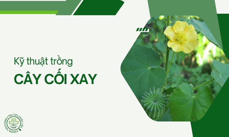 Kỹ thuật trồng cây Cối xay 1