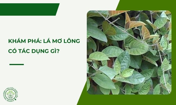 Khám phá ngay: Lá mơ lông có tác dụng gì? 1
