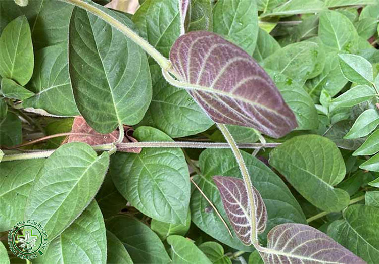 Giới thiệu về lá mơ lông 1