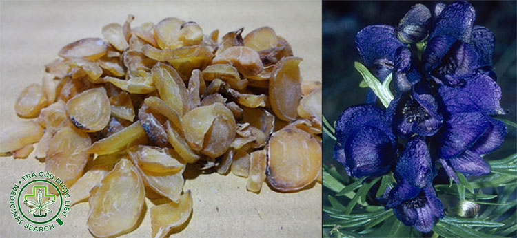 Phụ (Phụ tử – Rễ Ô Quy Đầu) 1