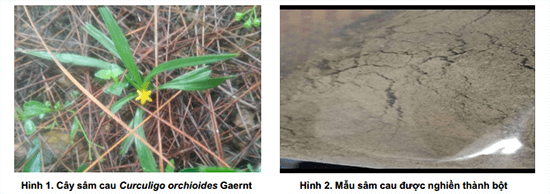 Nghiên cứu hàm lượng Lycorine của cây sâm cau Curculigo orchioides Gaertn. bằng kỹ thuật HPLC - FD 2