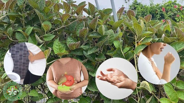 Lá mơ lông có tác dụng gì? 1