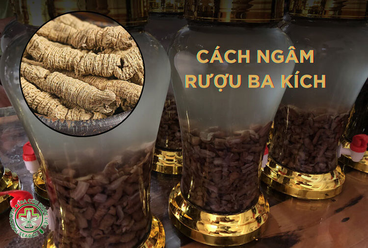 Cách ngâm rượu ba kích tím khô 1