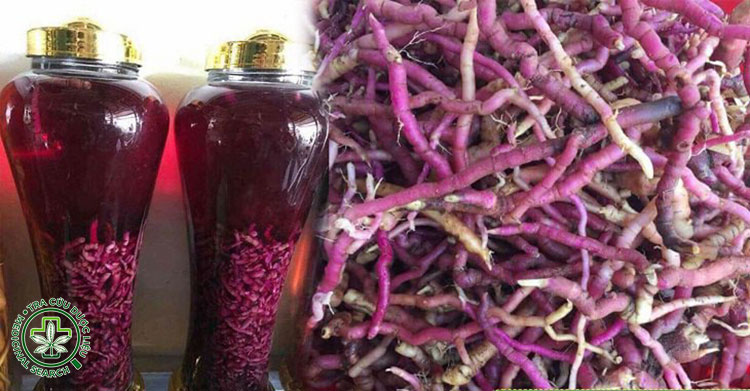 Cách ngâm rượu ba kích tím tươi 1