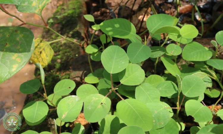 Nguồn giống 1