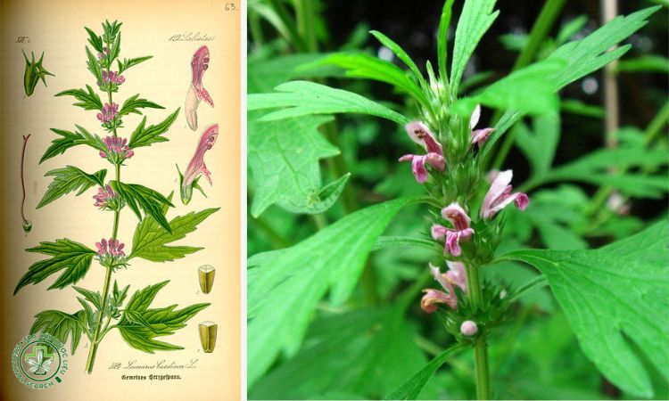 Thông tin về cây Ích mẫu 1 Thông tin về cây Ích mẫu 1