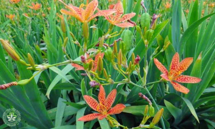 7. Kỹ thuật trồng và chăm sóc 1