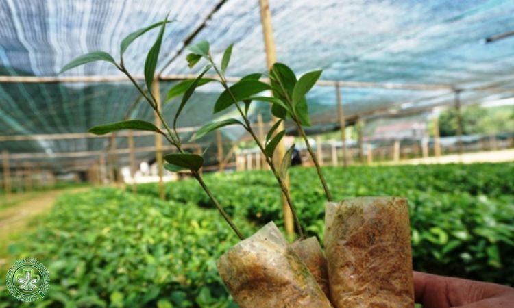 1. Nhân giống 1