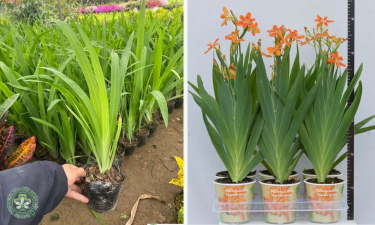2. Giống và kỹ thuật làm giống 1