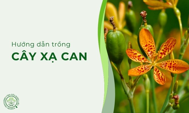 Hướng dẫn trồng cây Xạ can 1