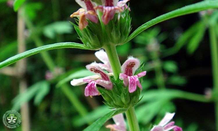 7. Làm cỏ, tưới nước 1 7. Làm cỏ, tưới nước 1