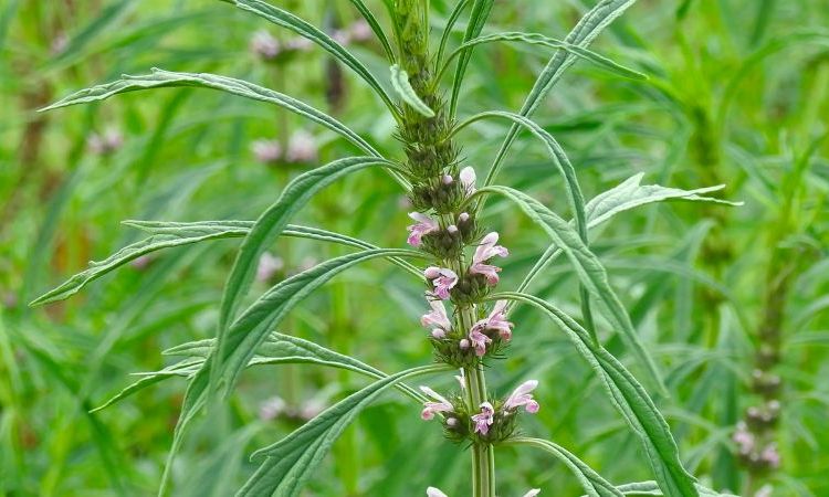 5. Kỹ thuật trồng 1 5. Kỹ thuật trồng 1