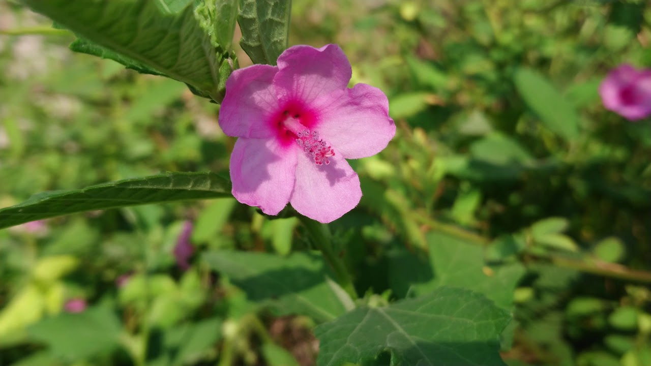 Ké hoa đào trừ phong, lợi thấp 1