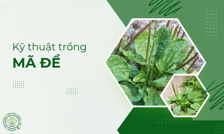 Kỹ thuật trồng cây Mã đề 1