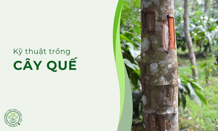 Kỹ thuật trồng Quế 1