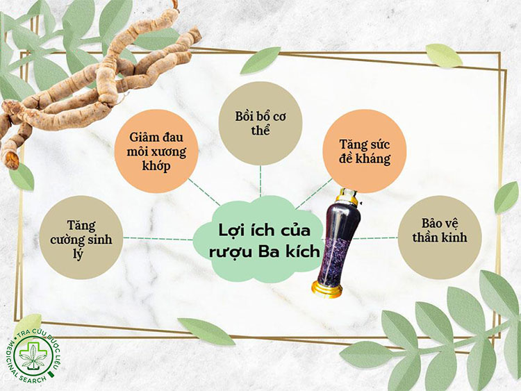 Tác dụng của rượu ba kích tím 1