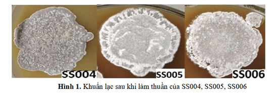 Kết quả phân lập chủng xạ khuẩn nội sinh từ cây Trinh nữ hoàng cung 1