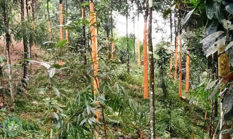 3. Trồng cây 1