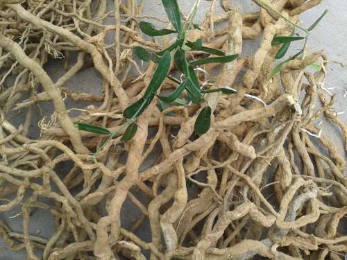Giới thiệu chung về cây xáo tam phân 2 Giới thiệu chung về cây xáo tam phân 2