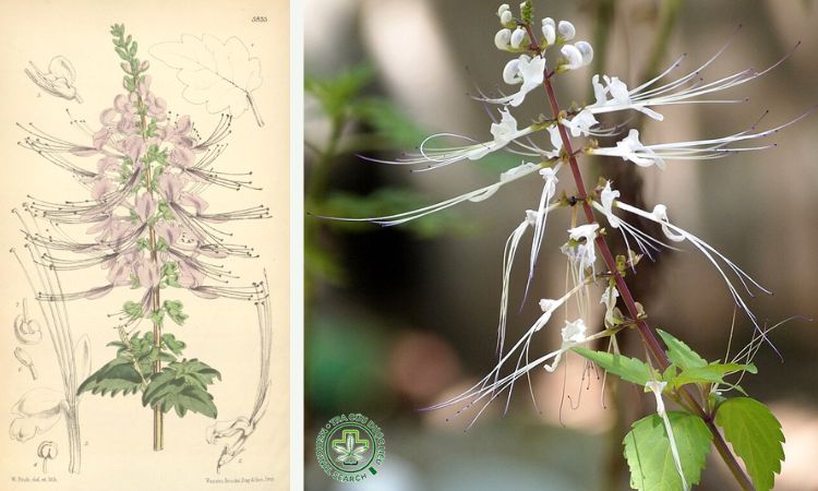 Thông tin về cây Râu mèo 1 Thông tin về cây Râu mèo 1