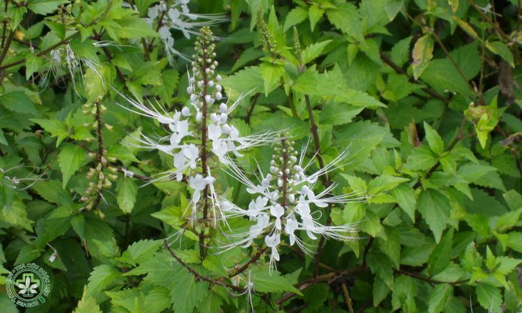 Thời vụ trồng 1 Thời vụ trồng 1