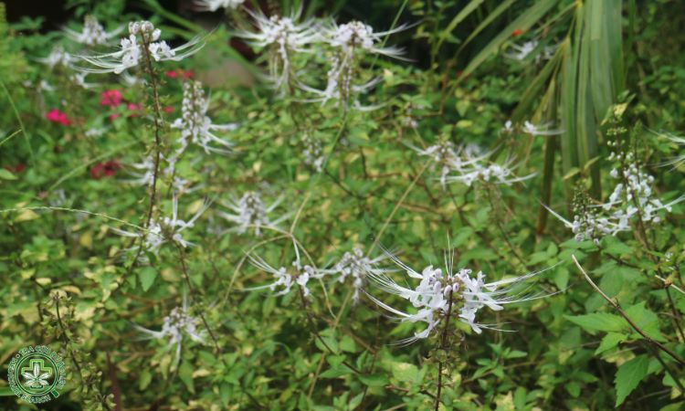 Mật độ và khoảng cách trồng 1 Mật độ và khoảng cách trồng 1