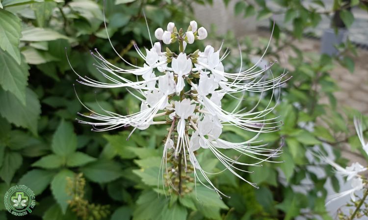 Kỹ thuật trồng và chăm sóc 1 Kỹ thuật trồng và chăm sóc 1