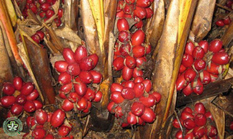 Trồng và chăm sóc thảo quả 1