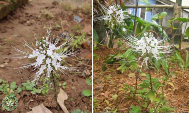 Giống và kỹ thuật làm giống 1 Giống và kỹ thuật làm giống 1