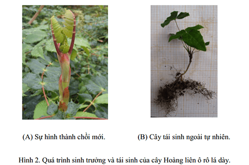 Đặc điểm sinh trưởng và tái sinh và mật độ của Hoàng liên ô rô lá dày 2