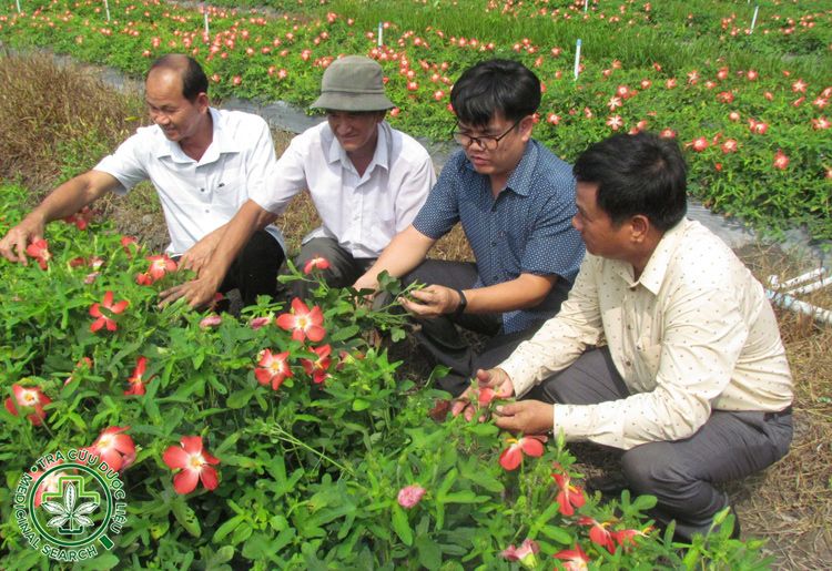 Biện pháp quản lý sâu bệnh hại 1