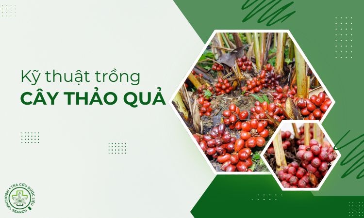 Kỹ thuật trồng cây Thảo quả 1