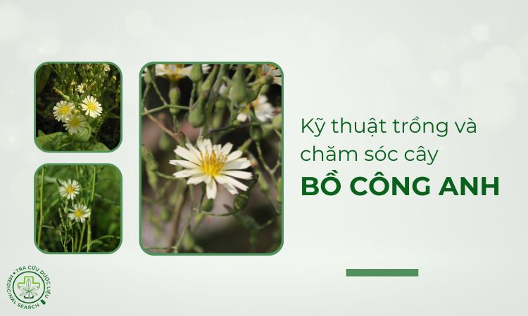 Quy trình kỹ thuật trồng và chăm sóc cây Bồ công anh 1
