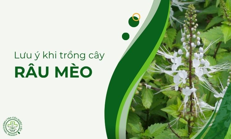 Những lưu ý khi trồng cây Râu mèo 1 Những lưu ý khi trồng cây Râu mèo 1