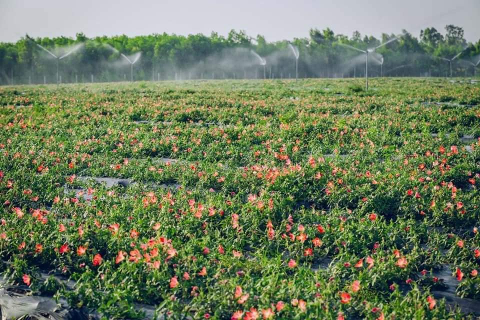 Mô hình trồng sâm Bố Chính hướng đi mới cho nông dân  Báo Tây Ninh Online