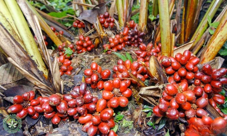 Khai thác, chế biến và bảo quản 1
