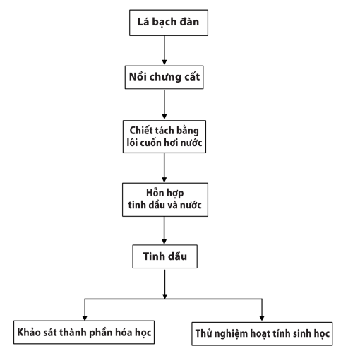 Chế tạo tinh dầu lá bạch đàn 1