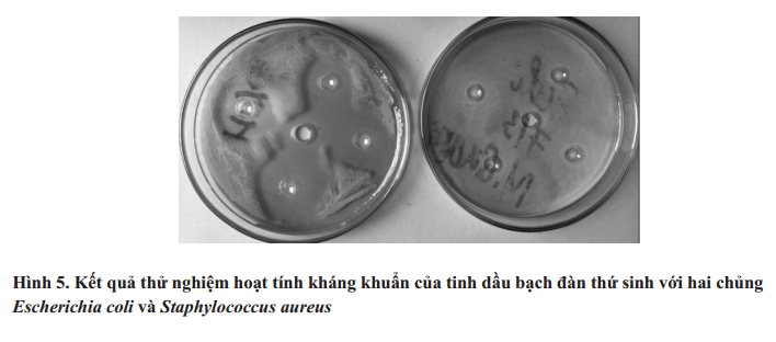 Thử nghiệm hoạt tính kháng khuẩn 1