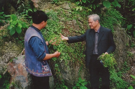 Chuyện về người tìm ra cây giảo cổ lam ở Việt Nam 3