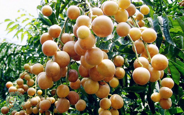 Lưu ý khi sử dụng các bài thuốc từ quất hồng bì 1 Lưu ý khi sử dụng các bài thuốc từ quất hồng bì 1