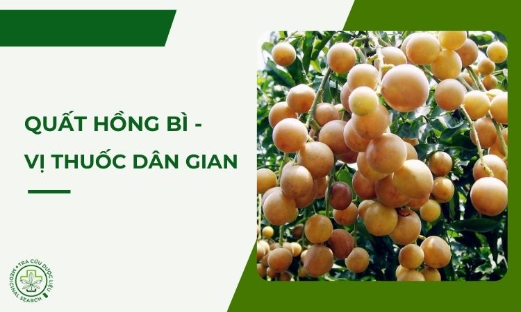 Quất hồng bì - Vị thuốc dân giã từ thiên nhiên 1 Quất hồng bì - Vị thuốc dân giã từ thiên nhiên 1