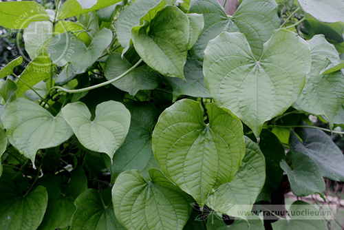 Dioscorea esculenta (Lour.) Burk. 1