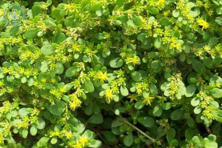 1. Giá trị trong cảnh quan và làm cây trang trí 1 1. Giá trị trong cảnh quan và làm cây trang trí 1