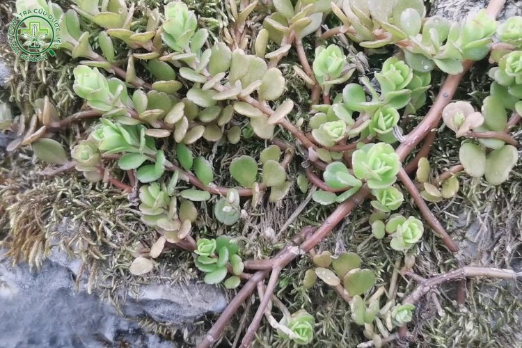 Phân bố 1 Phân bố 1