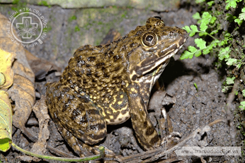 Cách phân biệt ếch đồng  ếch nuôi cách làm ếch chi tiết an toàn