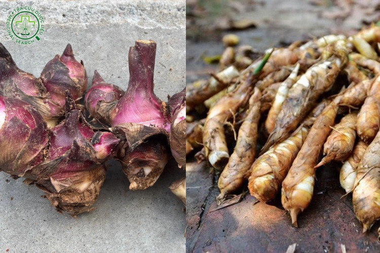 Cây Dong riềng (khoai riềng) - đặc điểm và tác dụng nổi bật