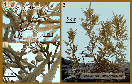 Sargassum tenerrimum J. Agardh 1