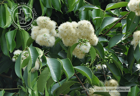 Syzygium laosense (Gagnep.) Merr.et Perry 1