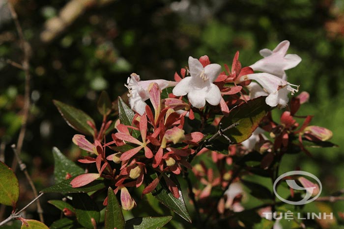 Abelia chinensis R.Br 1